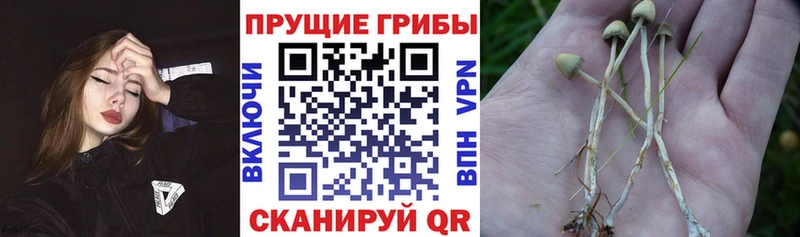 Галлюциногенные грибы мухоморы  купить  сайты  площадка как зайти  Алагир 